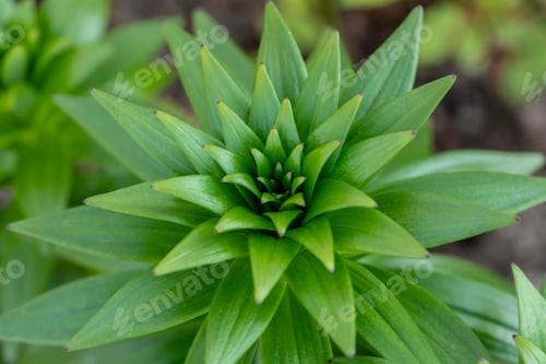 Preview: macro image young green lily leaves close-up