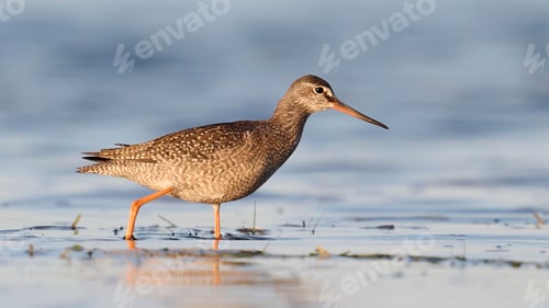 Preview: Spotted redshank (Tringa erythropus)