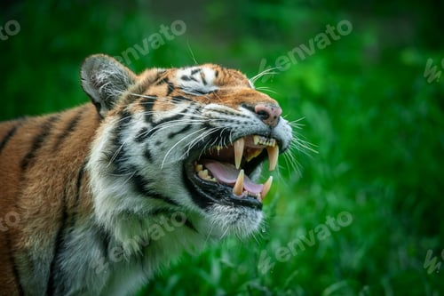 Preview: Tiger male, wild animal in the natural habitat