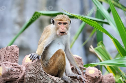 Preview: Monkey in the living nature