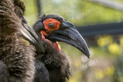 Preview: Two southern ground hornbills at the zoo