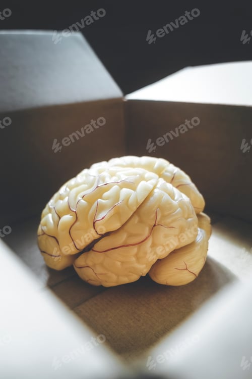 Preview: Close-up of human brain anatomical model in an open box.