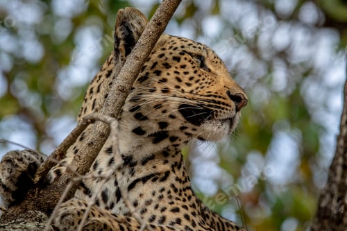 Preview: Close up of a Leopard in a tree.