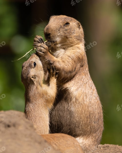 Preview: Vertical shot of prairie dogs in the wilderness