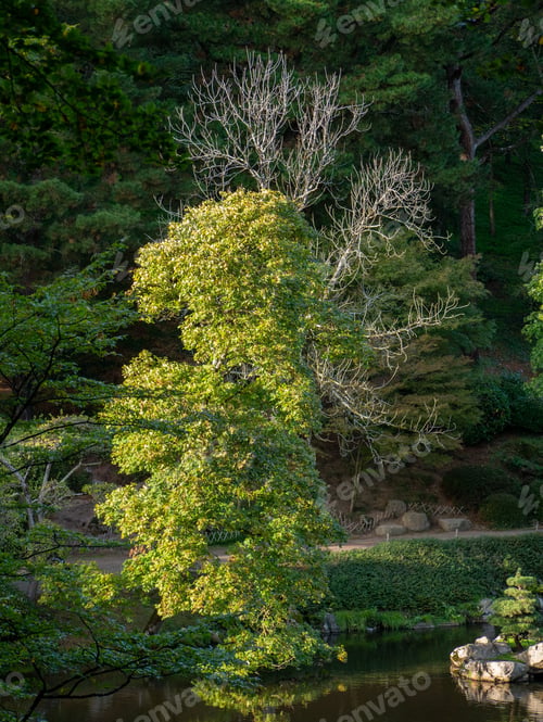 Preview: a half dried tree in a park