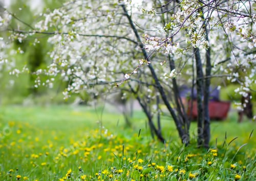 Preview: White cherry blossoms in spring park. Beautiful nature background. Springtime in countryside.