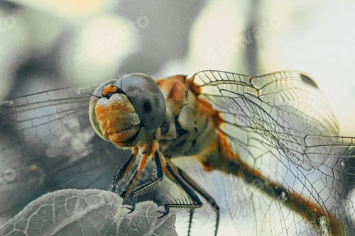 Preview: Insect