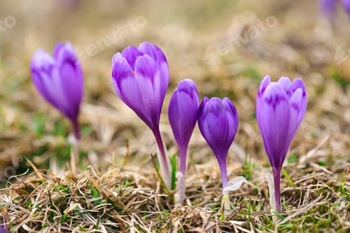 Preview: Purple crocus flowers in snow awakening in spring