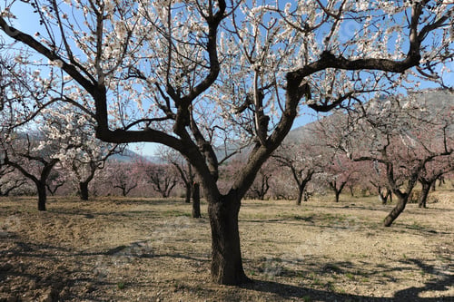 Preview: Almond trees with flowers in Spring