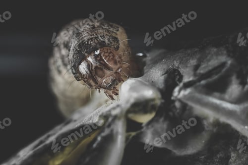 Preview: Closeup detailed shot of a nasty worm insect crawling