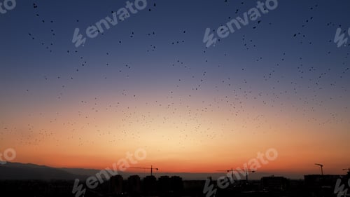 Preview: Big flock of birds flying in sky at sunset over the modern city