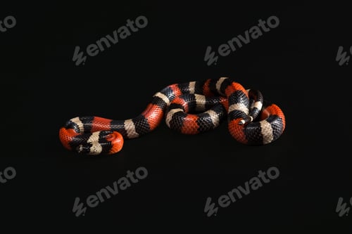 Preview: Pueblan Milk Snake Or Campbell'S Milk Snake, Lampropeltis Triangulum Campbelli, Isolated On Black