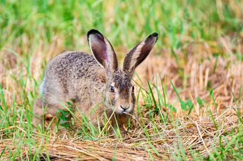 Preview: European hare or Lepus europaeus sits in a meadow