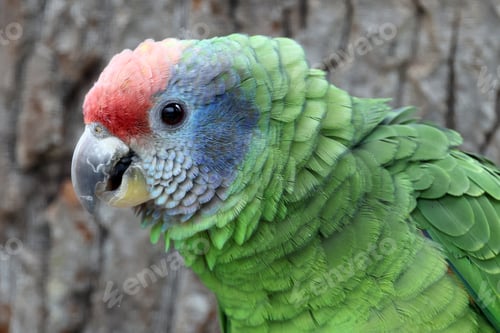 Preview: The red-tailed amazon parrot (Amazona brasiliensis)