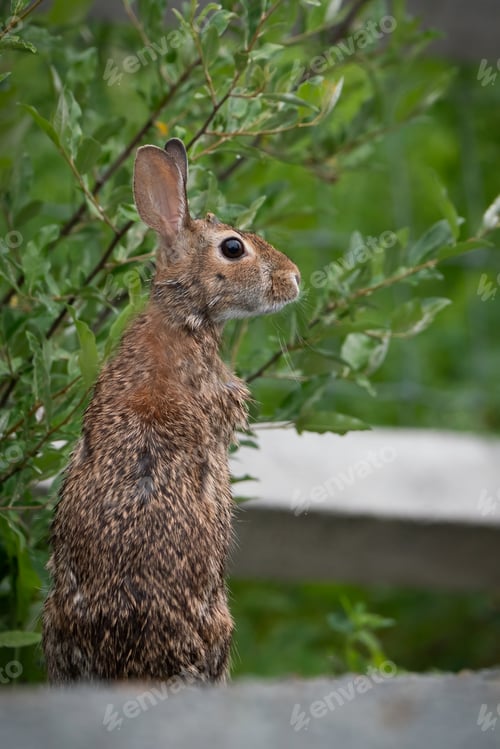 Preview: Appalachian Cottontail