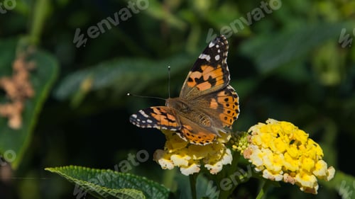 Preview: Beautiful Burdock butterfly atop a small plant with a bright yellow flower