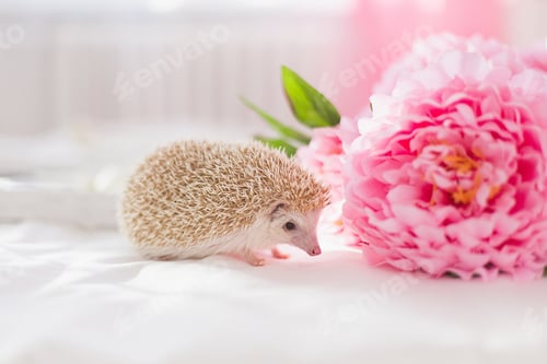 Preview: Adorable Hedgehog Next to Pink Peony Flowers Indoors