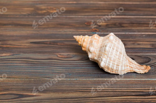 Preview: Beach seashells on colored background. Mock up with copy space