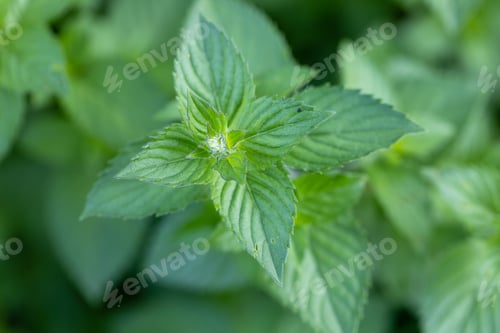 Preview: Mint leaf or peppermint plant grow at vegetable garden.