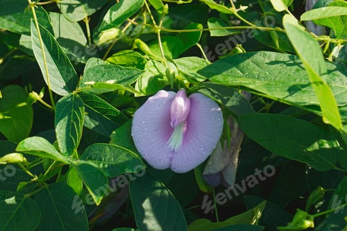 Preview: Spurred Butterfly Pea (Centrosema Virginianum). Called Wild Blue Vine, Blue Bell And Wild Pea Also