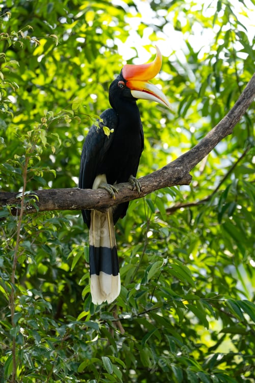 Preview: The rhinoceros hornbill (Buceros rhinoceros) is a large species of forest hornbill (Bucerotidae).