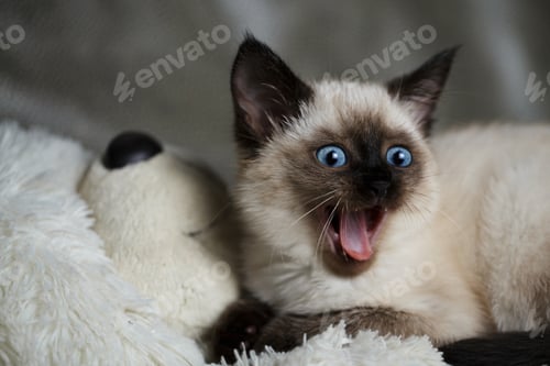 Preview: cat, kitten, pet, isolate