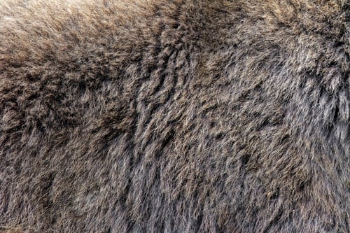 Preview: Real texture of brown bear fur