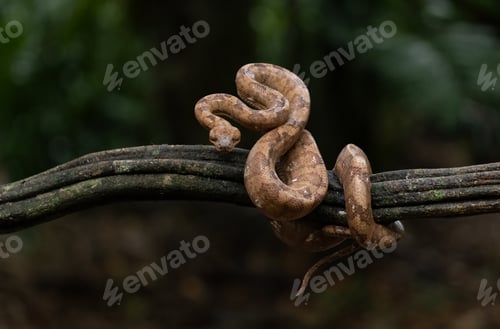 Preview: Boa Snake in Costa Rica