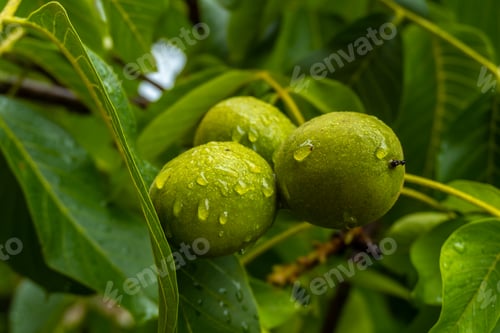 Preview: Green apples on the tree, apple grown for making cider, a typical drink