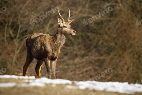 Preview: Young red deer standing on meadow in winter nature