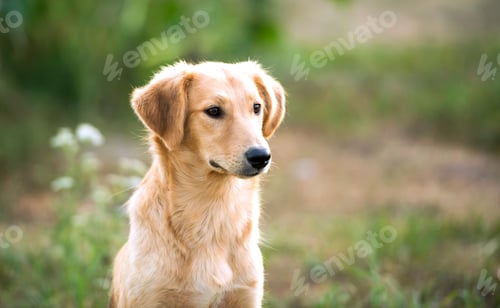 Preview: Golden Dog Portrait on Green Grassy Background