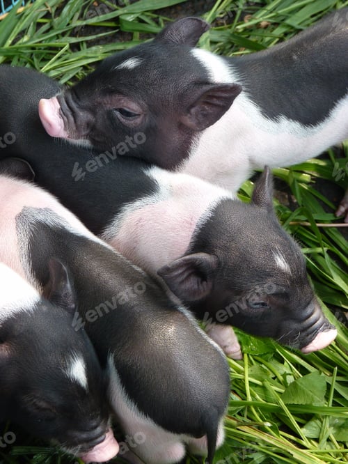 Preview: Vertical closeup shot of baby piglets with black spots on grass