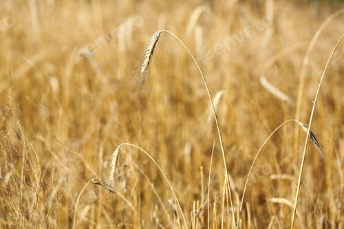Preview: Spikelets in wheat field on sunny day. Cereal grain crop
