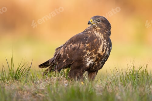 Preview: Common buzzard sitting on the ground in autumn nature