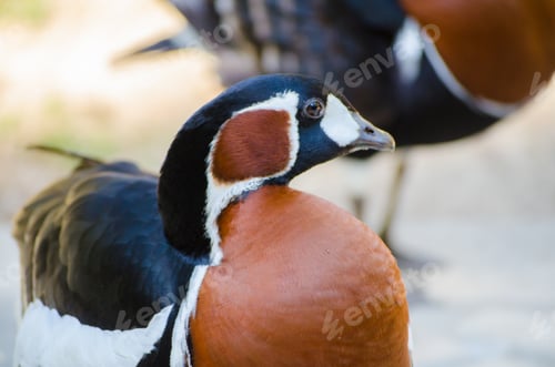 Preview: Close-up of red-breasted goose in natural habitat