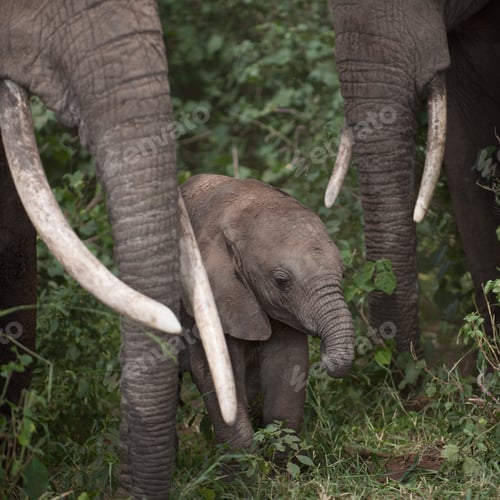 Preview: Elephants at the Serengeti National Park, Tanzania, Africa