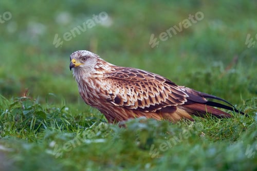 Preview: Red kite (Milvus milvus)