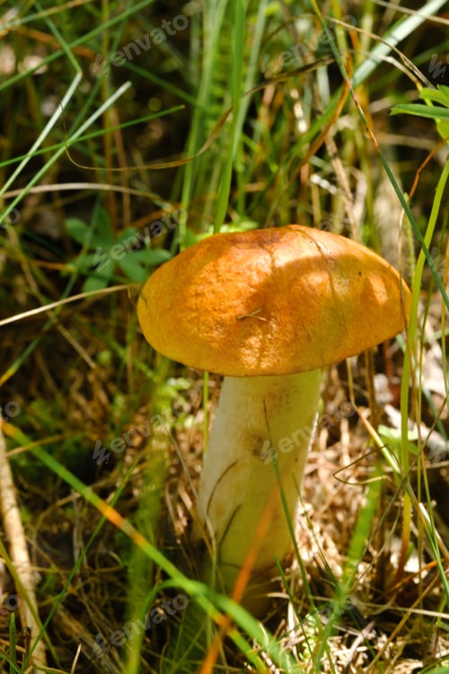 Preview: An edible aspen mushroom growing in the forest. Mushrooms in the forest. Mushroom picking