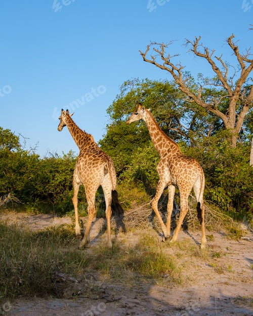 Preview: Giraffe in the bush of Kruger national park South Africa