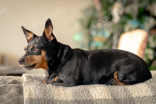 Preview: Min Pin dog looking out the window