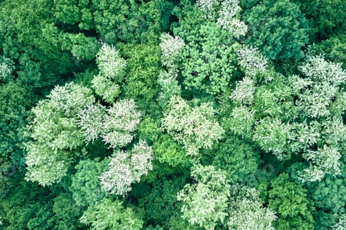 Preview: Aerial view of dark lush forest with blooming green trees canopies in spring