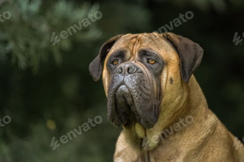 Preview: Closeup shot of a large bullmastiff in Washington, USA