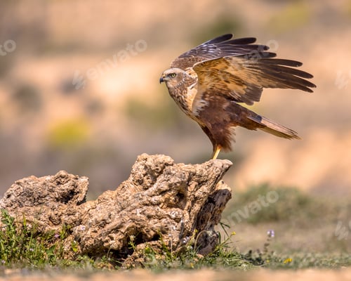 Preview: Marsh harrier male