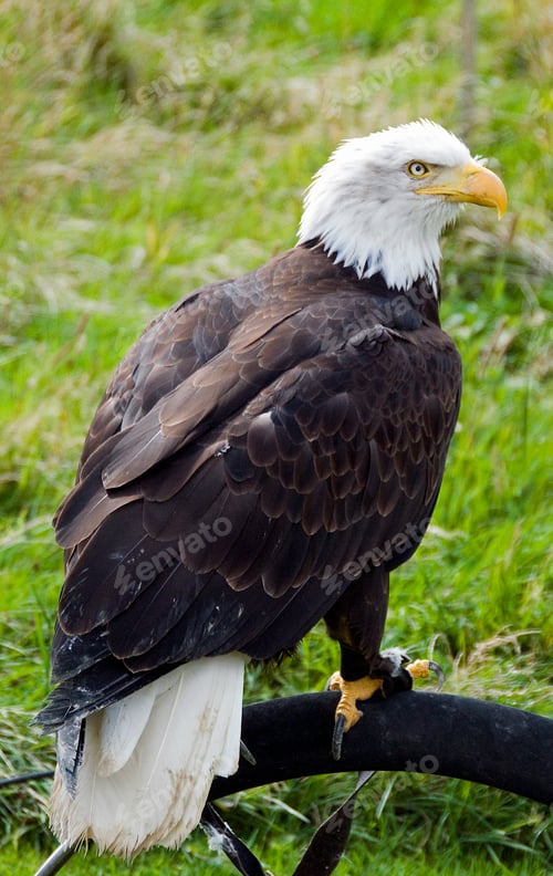 Preview: sea eagle