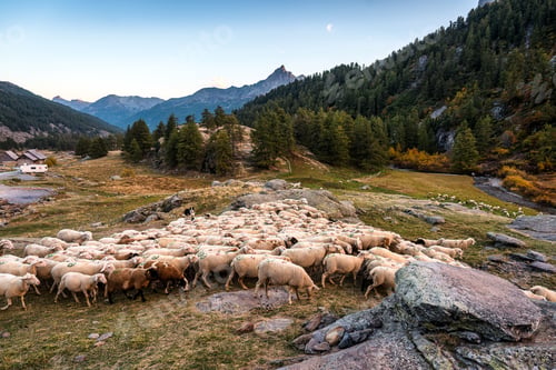 Preview: Landscape of flock of sheep with shepherd dog on grassland in countryside at Claree valley, France