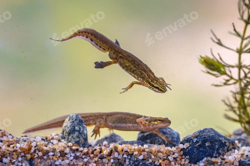 Preview: Pair of Palmate newt swimming in natural aquatic habitat