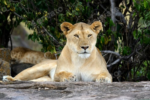 Preview: African lion in the Park South Africa