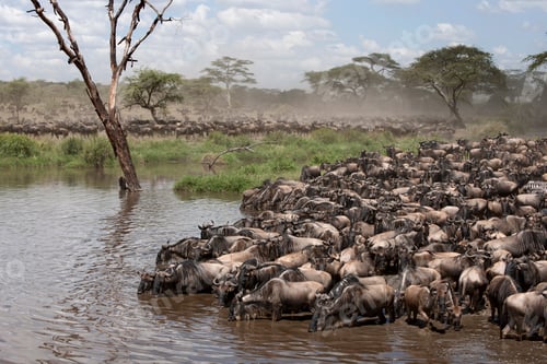 Preview: Zebras and Wildebeest at the Serengeti National Park, Tanzania, Africa