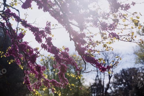 Preview: spring - cherry branch in the sunlight