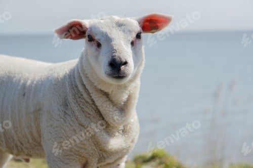 Preview: An innocent lamb posing proudly for the photographer.